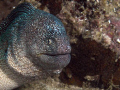   Starry yellow mouthed moray gymnothorax nudivomer.Plug point Bandar Khayran Muscat OmanF5.6 12000 spot metering both strobes nudivomer). nudivomer) F5.6, F56, F5 6, 1/2000, 12000, 2000,  